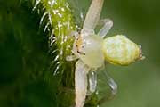 Flower Spider (Boomerangia dimidiata) (Boomerangia dimidiata)